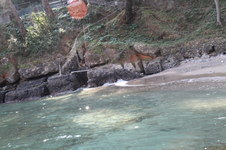 Enlarge photo 62