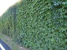 Enlarge photo 42