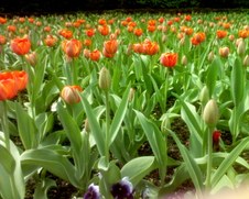 Enlarge photo 25