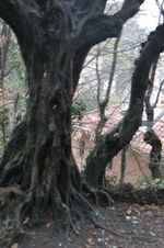Enlarge photo 79