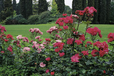 Enlarge photo 22