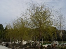 Enlarge photo 36
