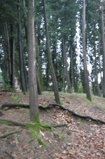 Enlarge photo 53
