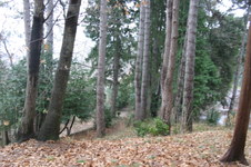Enlarge photo 59
