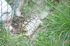 Enlarge photo 45