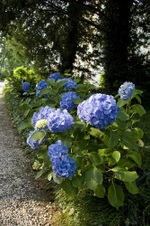 Enlarge photo 9