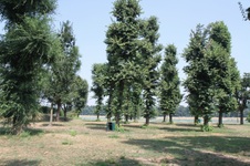 Enlarge photo 52