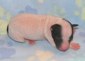 Baby Pictures