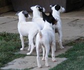 Emma X Mouse Litter, Group Photos