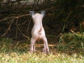 Enlarge photo 27