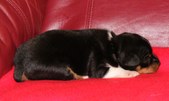 Enlarge photo 22