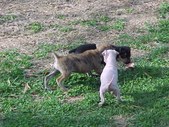 Enlarge photo 31