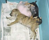 Enlarge photo 16