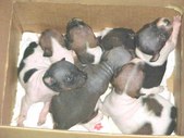 "Celestial" Litter @ 2 to 3 weeks