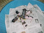 Enlarge photo 21