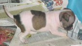 Enlarge photo 13