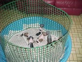The litter @ 3 to 4 weeks