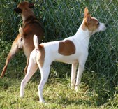 "Charlie" (Flinthill's Street Smarts)