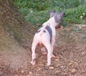 Enlarge photo 13