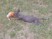 Enlarge photo 34
