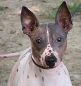 Show/Breeding Prospects (Boys)