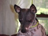 Show/Breeding Prospects (Girls)