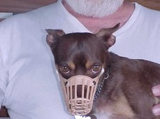 RACE Dog Practice