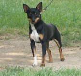 "Bobbie" (Flinthill's Bobbie Dare 'Em)