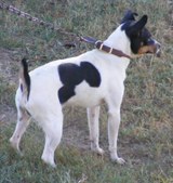 "Mouse" (Flinthill's Bailey Boy)