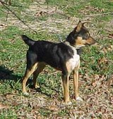 "Blackie"(Flinthill's Back In Black)