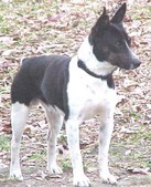 "Louie"(Flinthill's First Lieutenant)