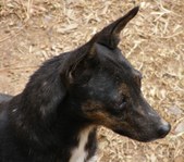 "Weezie"(Flinthill's Lady Louise)