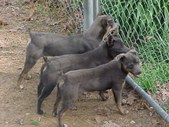 Wendy & Louie's Litter