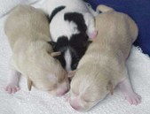 Pups By "Tess"