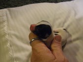 Enlarge photo 9