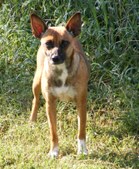 "Brandy" (Flinthill's Shot O' Brandy)