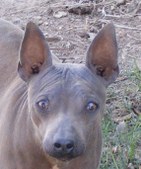 Flinthill's Blue From Wudnshu