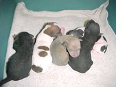 Enlarge photo 12