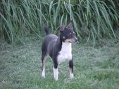 "Tilly"
