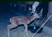 Baby Deer