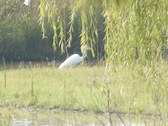 Enlarge photo 51