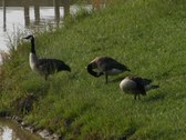 Enlarge photo 56