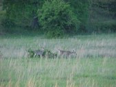 Enlarge photo 35