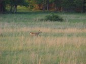 Enlarge photo 39