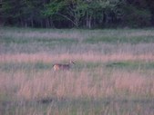 Enlarge photo 40
