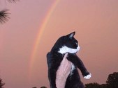 Miscellaneous Pet Pictures