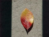 Enlarge photo 51