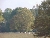 Enlarge photo 52