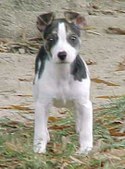 Melody's Pups