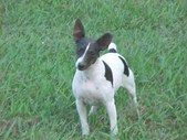 Sassy X Cletus Litter